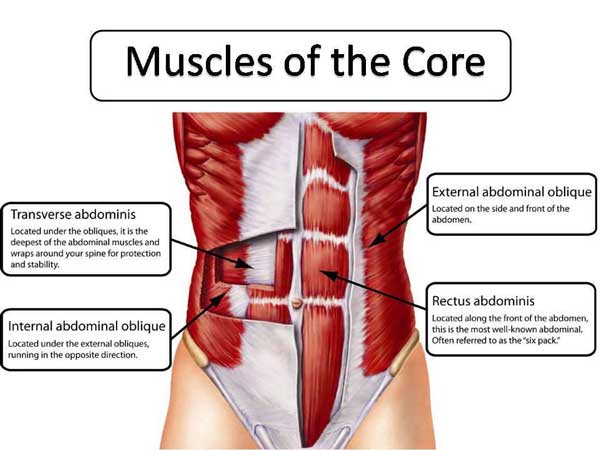 Core Muscles Anatomy